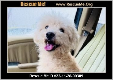 toy poodle rescue northern california