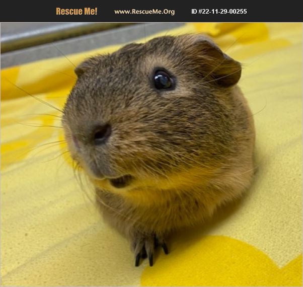 ADOPT 22112900255 Small Mammal Rescue Dayton, OH