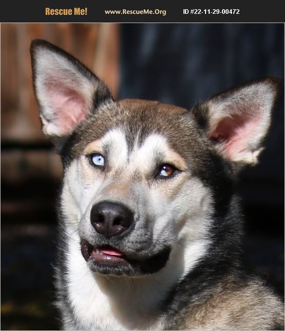 ADOPT 22112900472 Siberian Husky Rescue Boise, ID