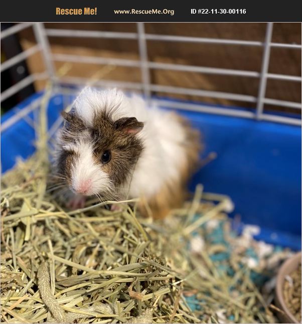 ADOPT 22113000116 Small Mammal Rescue Stokesdale, NC