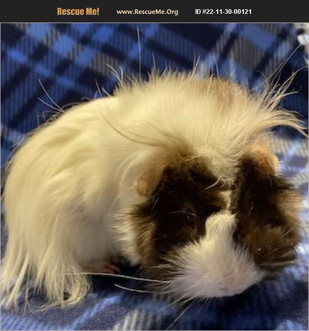 ADOPT 22113000121 Small Mammal Rescue Stokesdale, NC