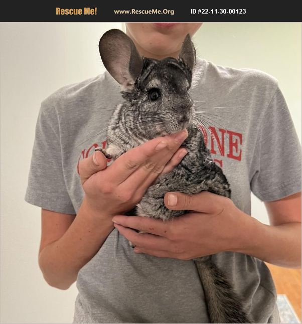 ADOPT 22113000123 Small Mammal Rescue Stokesdale, NC