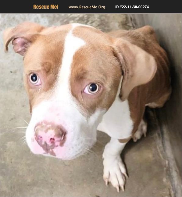 ADOPT 22113000274 American Bulldog Rescue Van Nuys, CA