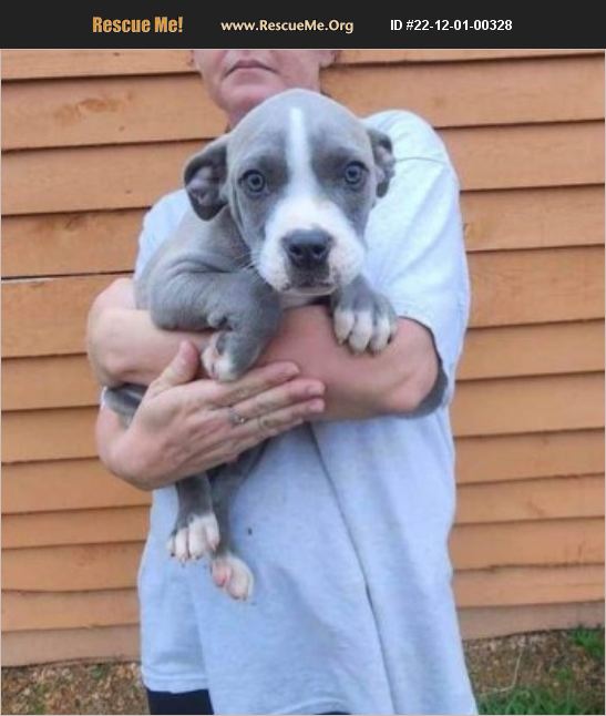 ADOPT 22120100328 Pit Bull Rescue Newark, DE