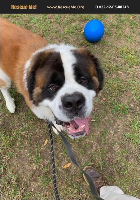 Adopt 22120500243 ~ Saint Bernard Rescue ~ Williamsburg, Va