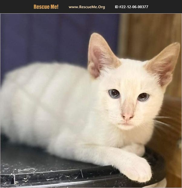 ADOPT 22120600377 Domestic Cat Rescue Virginia Beach, VA