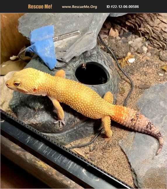 ADOPT 22120600586 Reptile/Amphibian Rescue Leander, TX