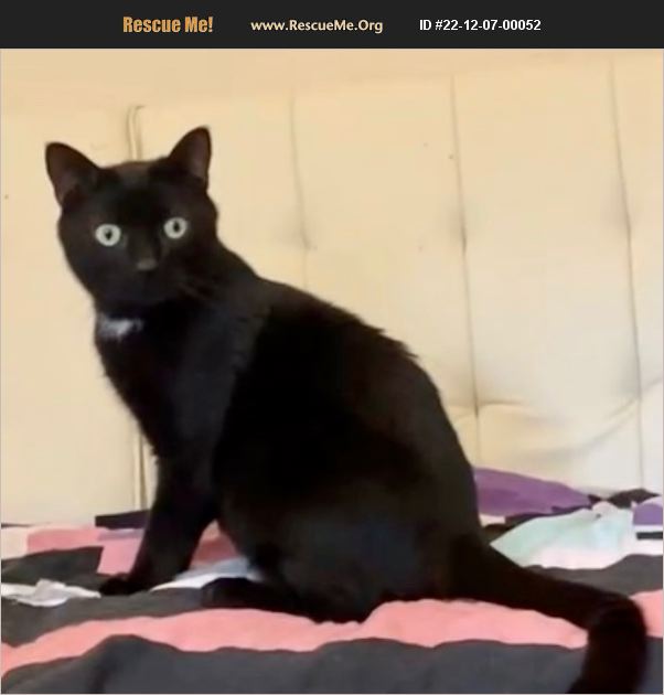 ADOPT 22120700052 Hemingway Polydactyl Rescue Parkland, FL