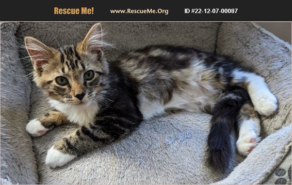 adopt-22120700087-domestic-cat-rescue-youngsville-nc