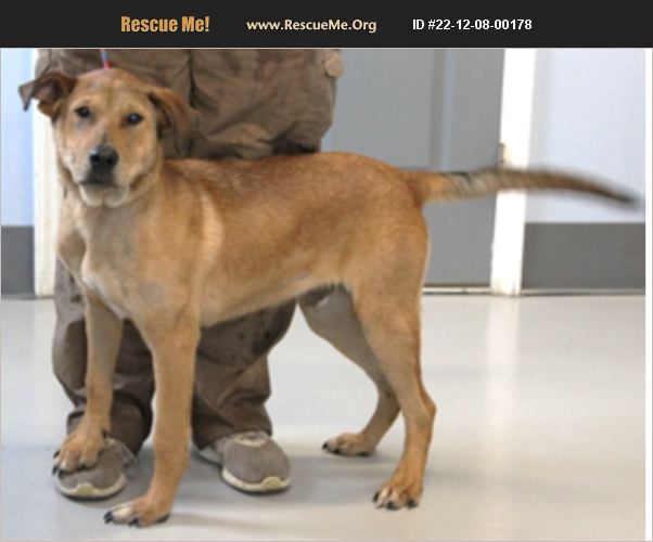 ADOPT 22120800178 Lab Rescue Orleans County, VT