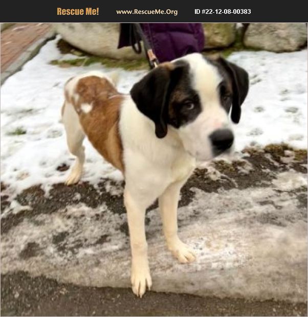 ADOPT 22120800383 Saint Bernard Rescue Bedford Hills, NY