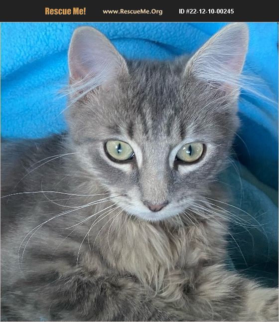 ADOPT 22121000245 Maine Coon Rescue Tampa, FL