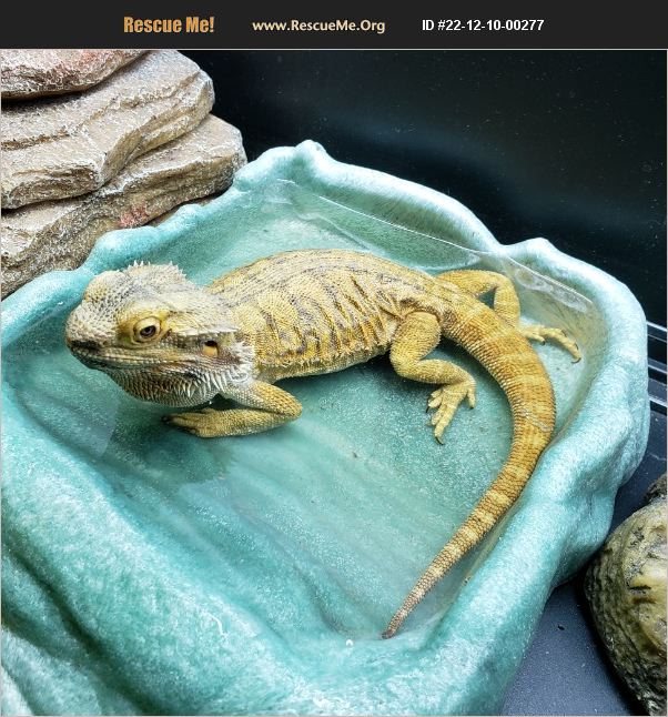 ADOPT 22121000277 Reptile/Amphibian Rescue Hillsboro, OR