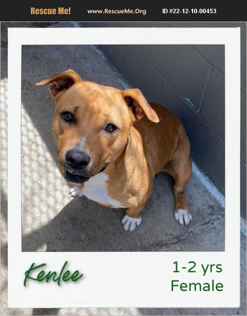 ADOPT 22121000453 American Staffordshire Terrier Rescue Hinesburg, VT