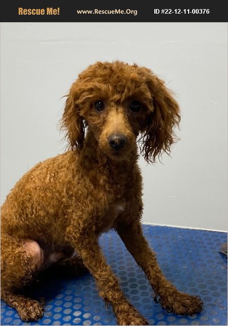 ADOPT 22121100376 ~ Poodle Rescue ~ Peebles, OH