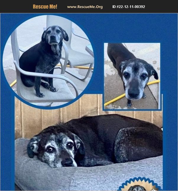 ADOPT 22121100392 Lab Rescue Peebles, OH