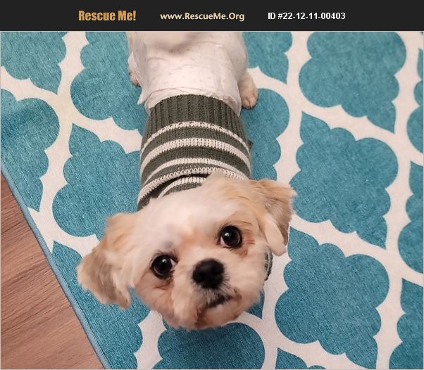 ADOPT 22121100403 Shih Tzu Rescue Lebanon, PA