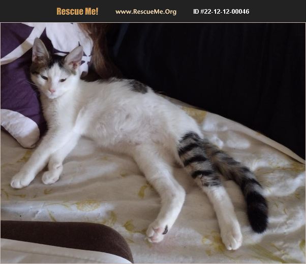 ADOPT 22121200046 Domestic Cat Rescue Palm Beach Gardens, FL