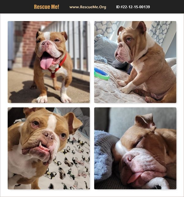 ADOPT 22121500139 Bulldog Rescue Norfolk, VA