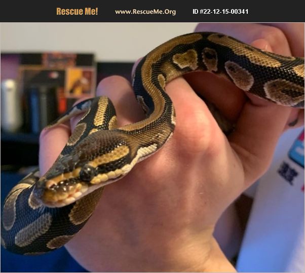 ADOPT 22121500341 Reptile/Amphibian Rescue Santa Clarita, CA