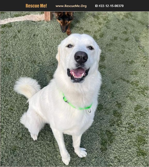 ADOPT 22121500370 Great Pyrenees Rescue Casa Grande, AZ