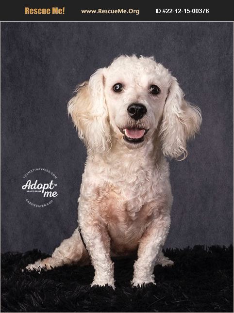 ADOPT 22121500376 ~ Poodle Rescue ~ Aiken, SC