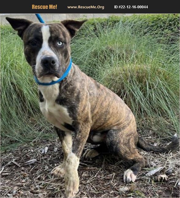 ADOPT 22121600044 Catahoula Rescue Van Nuys, CA