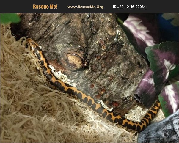 ADOPT 22121600064 ~ Reptile/Amphibian Rescue ~ Albuquerque, NM