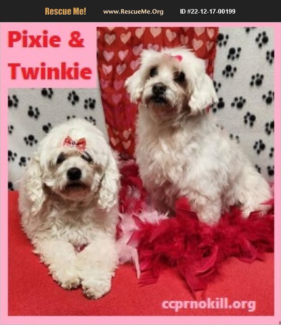 ADOPT 22121700199 Maltese Rescue Gatesville, TX
