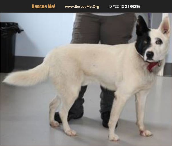 ADOPT 22122100285 ~ Akita Rescue ~ Orleans County, VT