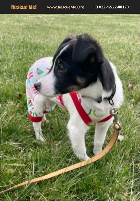 ADOPT 22122200120 ~ Fox Terrier Rescue ~ Newburgh Heights OH