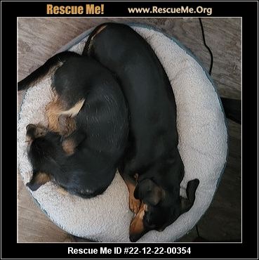 VIRGINIA DACHSHUND RESCUE visual data 8