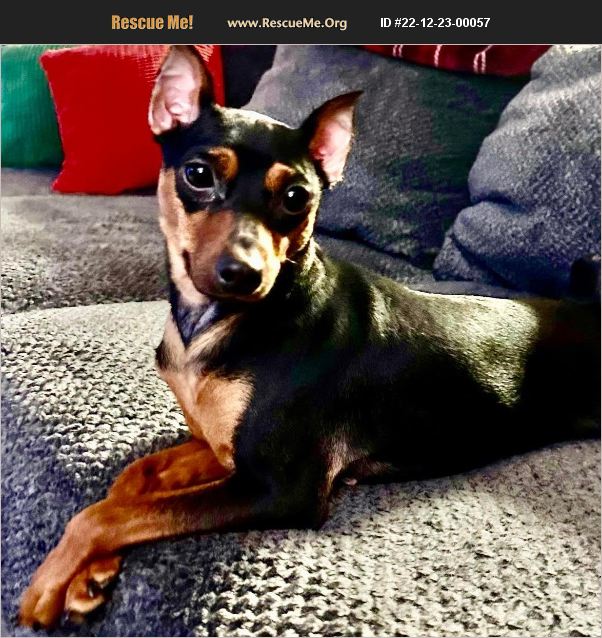 ADOPT 22122300057 Miniature Pinscher Rescue Raleigh, NC