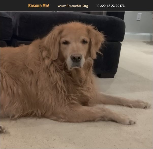 ADOPT 22122300173 Golden Retriever Rescue Worcester, MA