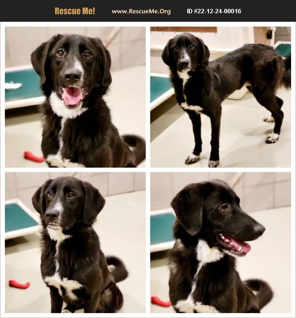 ADOPT 22122400016 Lab Rescue Chicago, IL