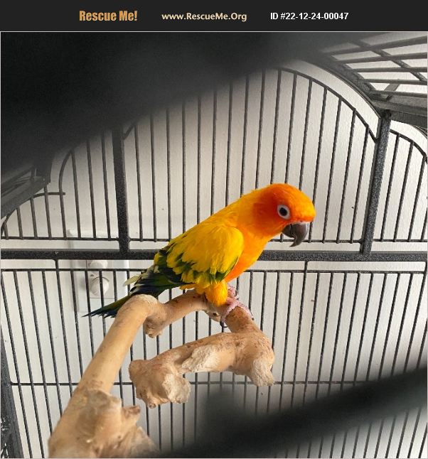 ADOPT 22122400047 Pet Bird Rescue Rochester, VT