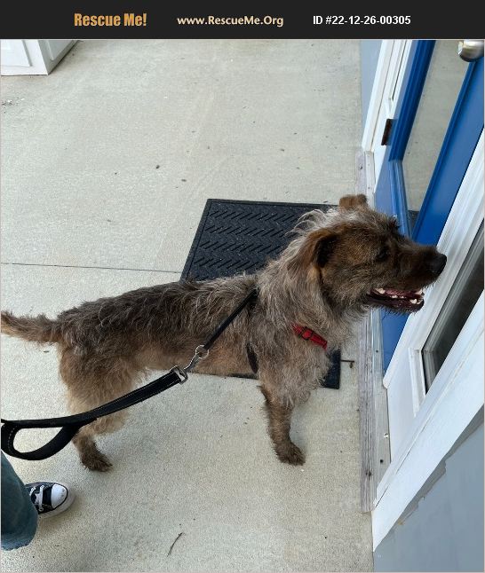 ADOPT 22122600305 Irish Wolfhound Rescue Wilmington, NC