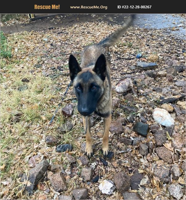 adopt-22122800267-belgian-malinois-rescue-payson-az