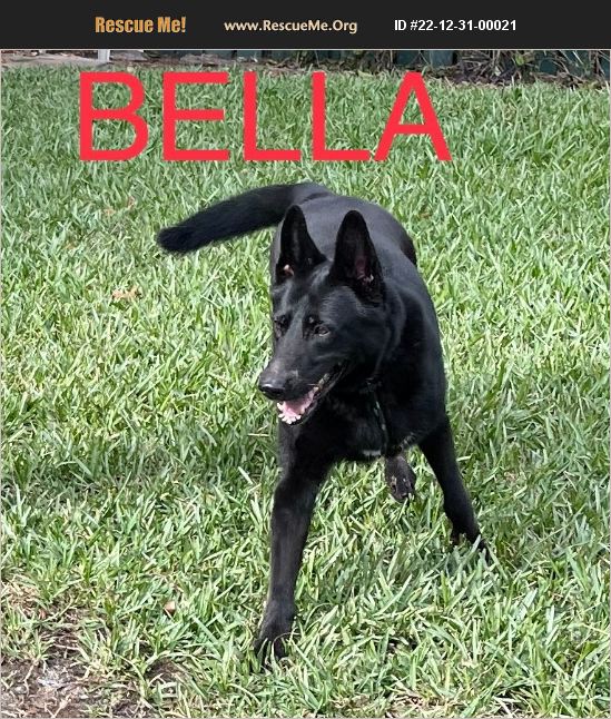 ADOPT 22123100021 German Shepherd Rescue Spring Hill, FL