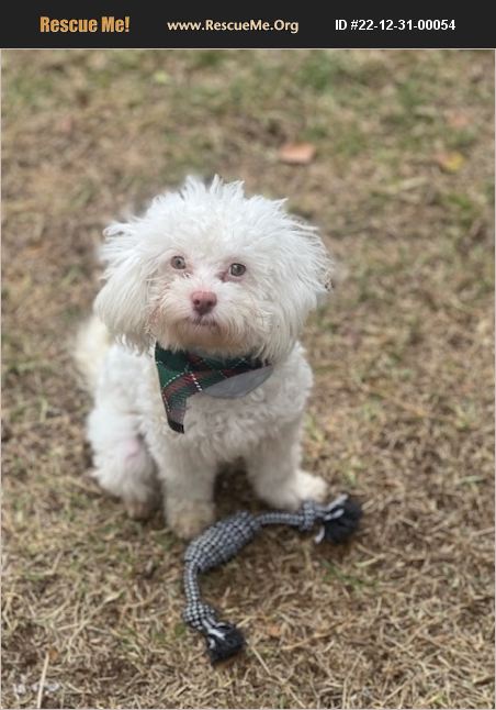 ADOPT 22123100054 ~ Poodle Rescue ~ Scottsdale, AZ