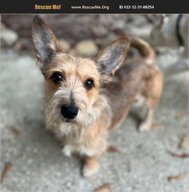 ADOPT 22123100254 Norwich Terrier Rescue Navarre, FL
