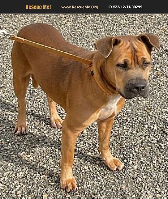 ADOPT 22123100299 Boxer Rescue Rockport, TX