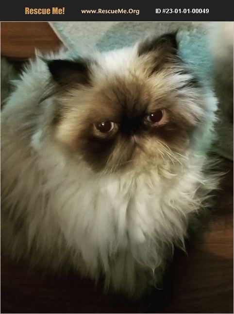 ADOPT 23010100049 ~ Himalayan Rescue ~ Dundee, FL