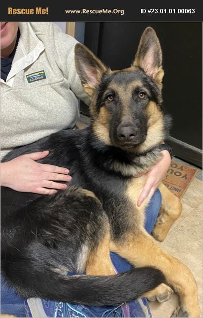 ADOPT 23010100063 ~ German Shepherd Rescue ~ Waldorf, MD