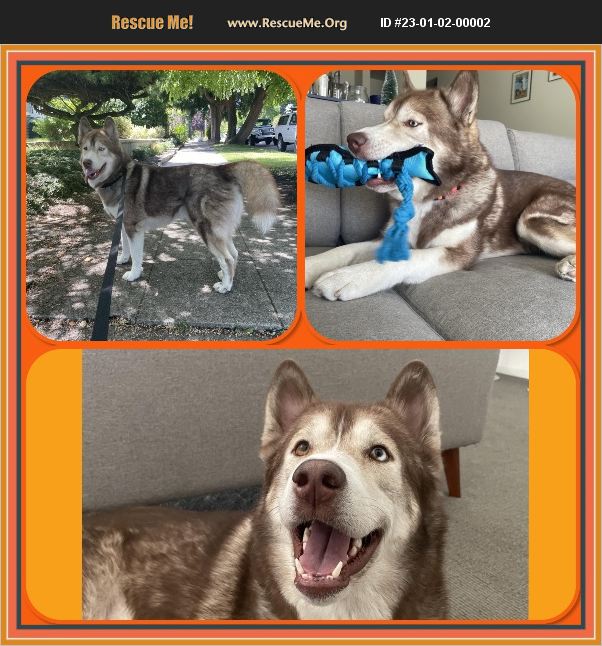 ADOPT 23010200002 ~ Siberian Husky Rescue ~ Auburn, WA