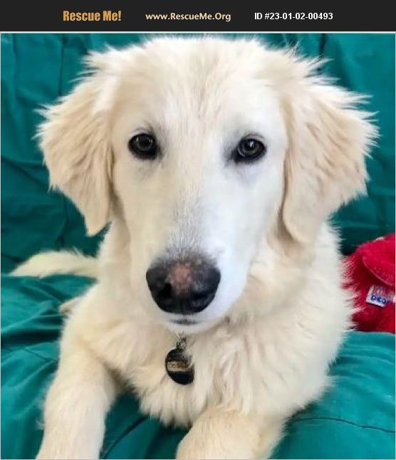 ADOPT 23010200493 Great Pyrenees Rescue Mead, CO