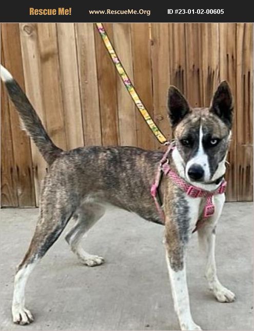 ADOPT 23010200605 ~ Akita Rescue ~ San Diego, CA