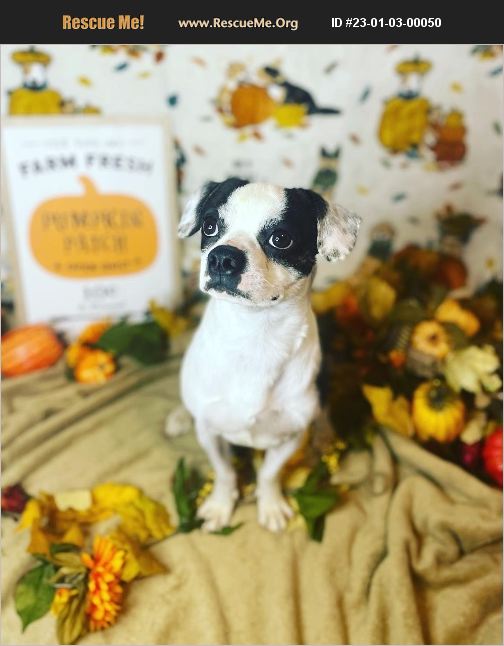 ADOPT 23010300050 Boston Terrier Rescue Killeen, TX