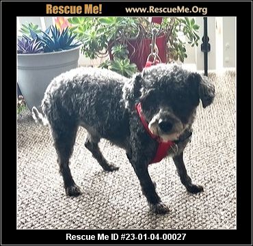 toy poodle rescue northern california