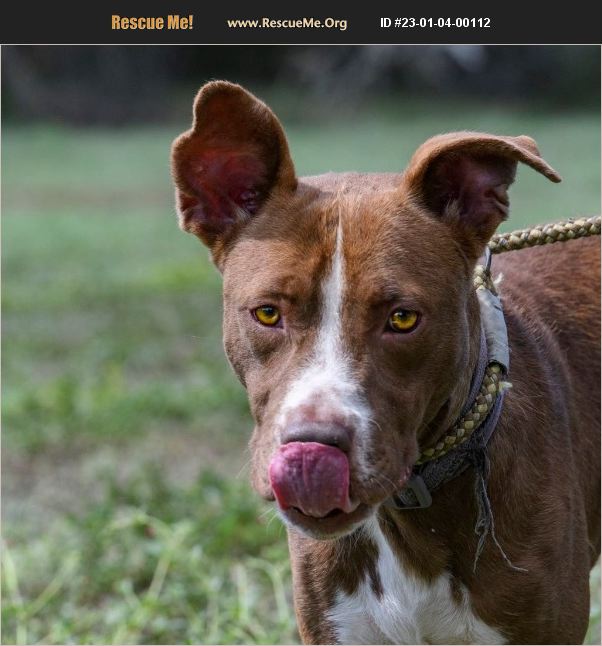 ADOPT 23010400112 Lab Rescue Benton, PA